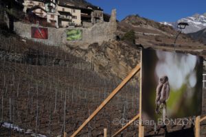 Saillon_photos_expo058