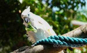 Happy_alod_perroquet_bioparc049