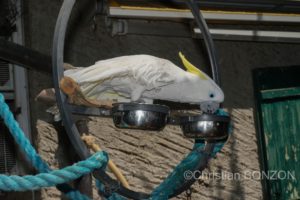 Happy_alod_perroquet_bioparc054