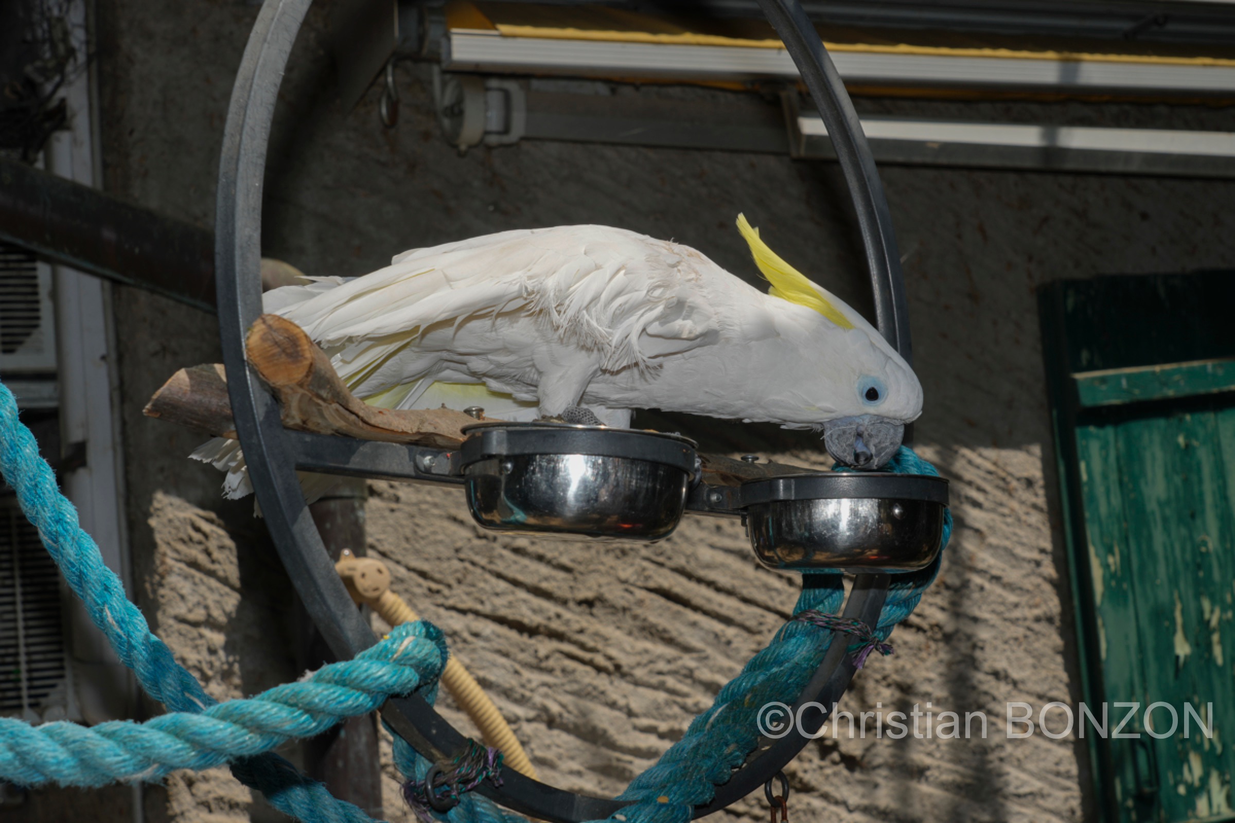 Happy_alod_perroquet_bioparc054