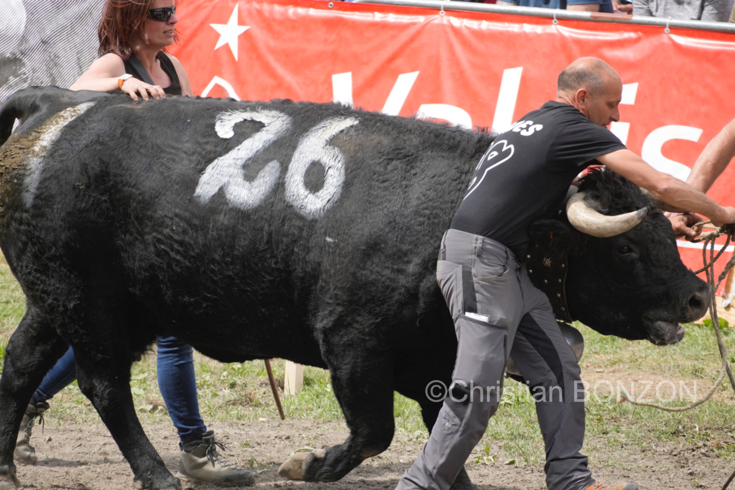 Vache_Herens_gagnant005