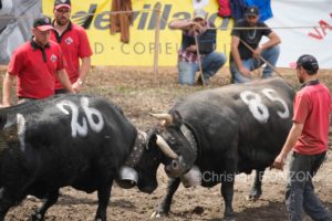 Vache_Herens_gagnant006