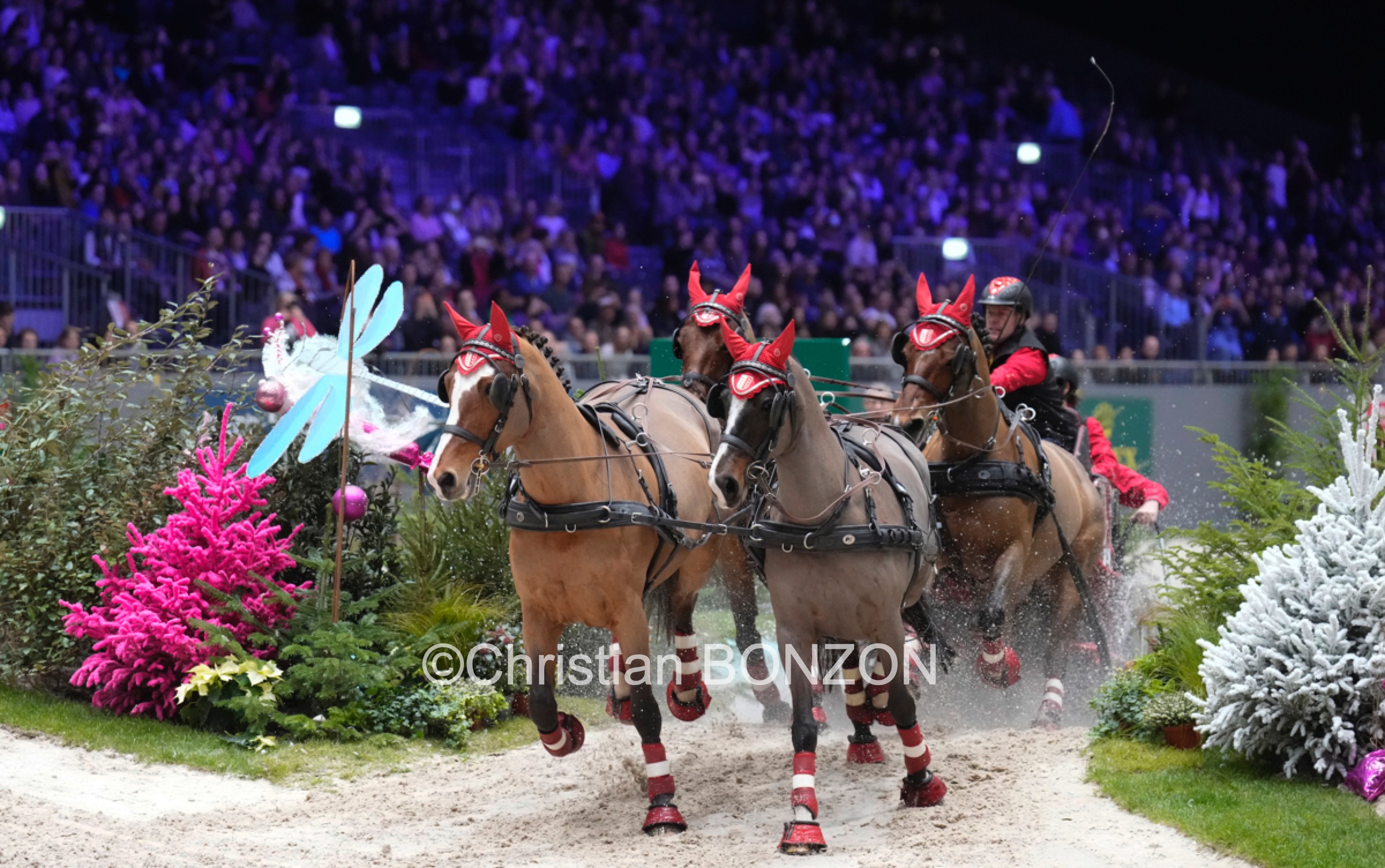 CHI_attelage_dimanche009