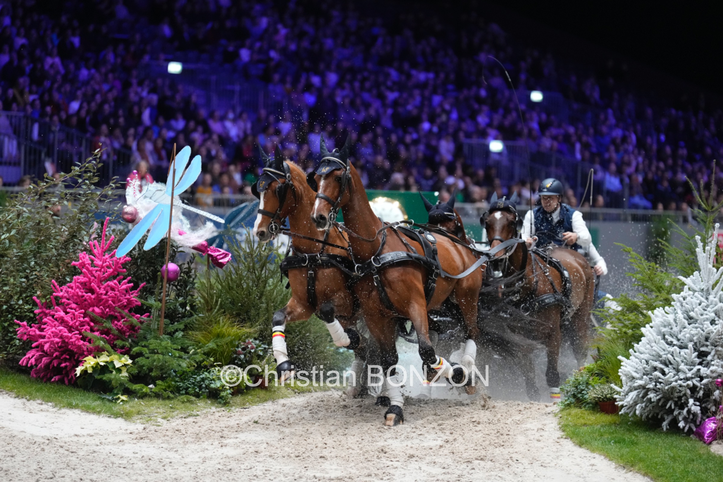 CHI_attelage_dimanche030