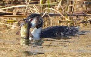 oiseau_journe003e_zone_humide