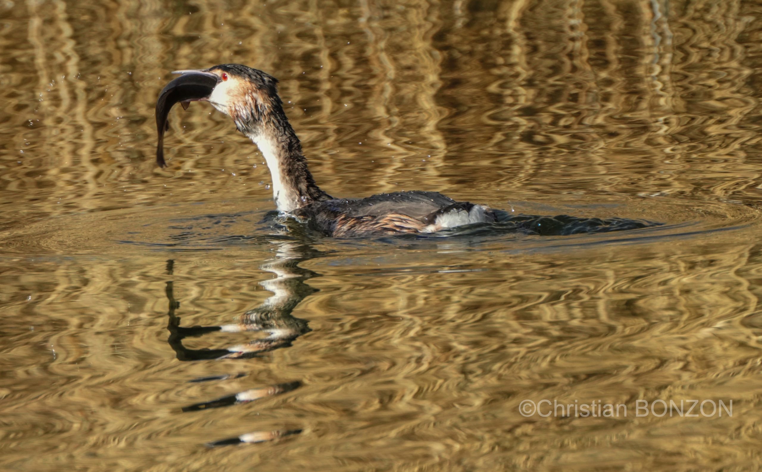 oiseau_journe006e_zone_humide