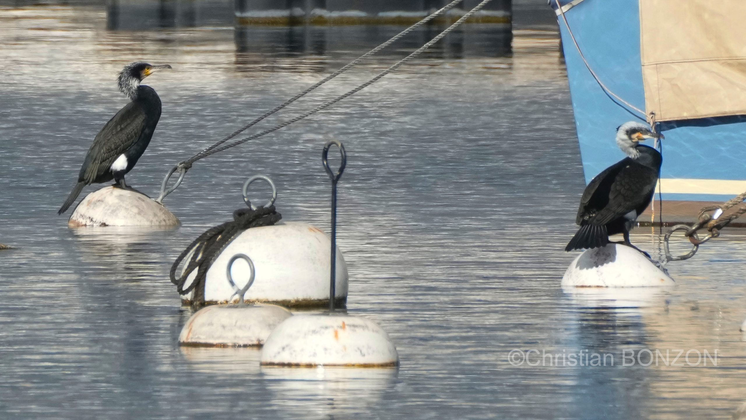 oiseau_journe016e_zone_humide