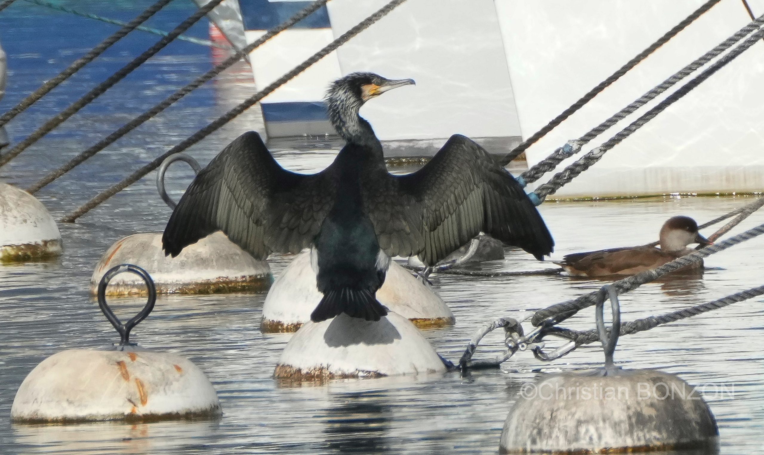 oiseau_journe018e_zone_humide