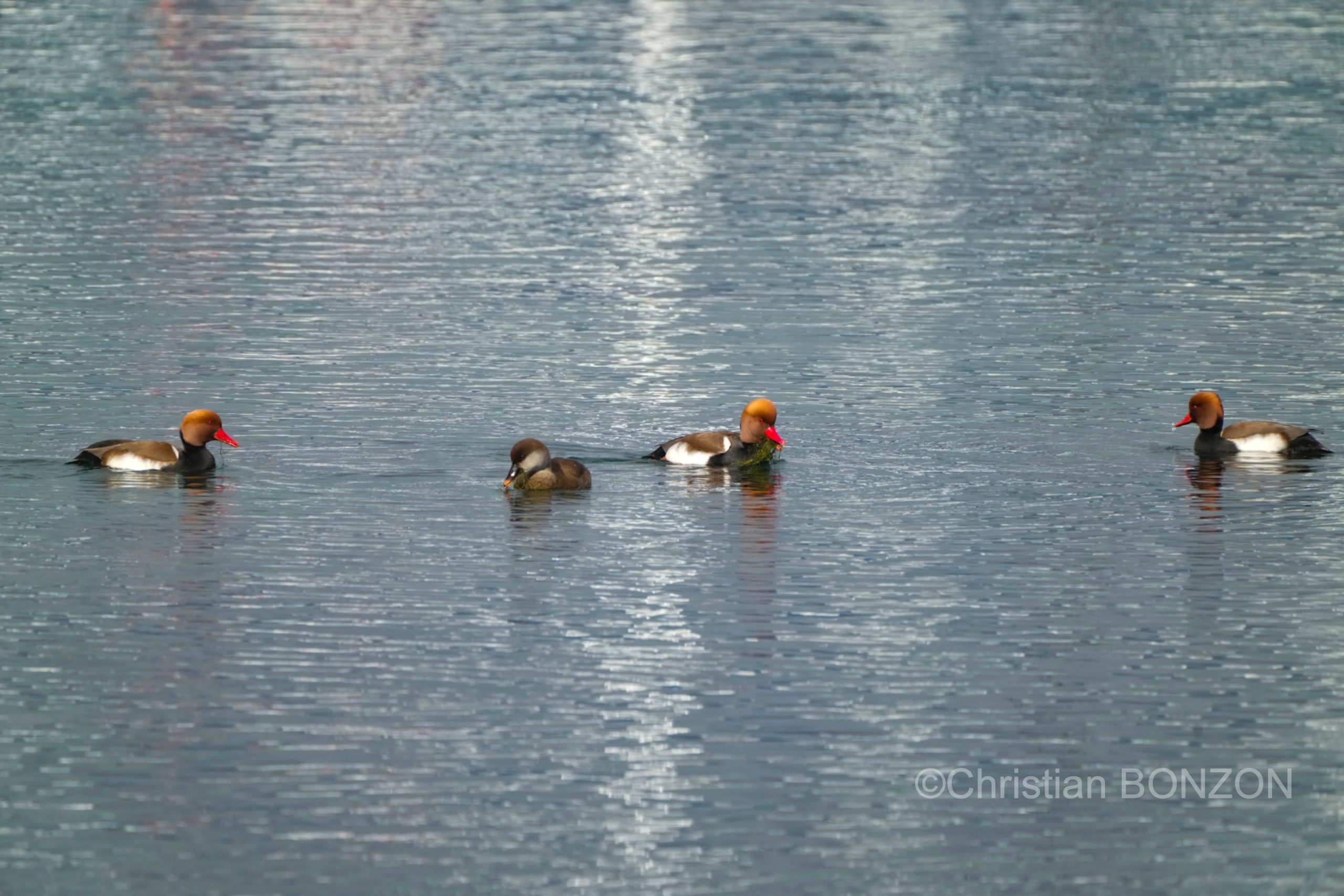 oiseau_journe021e_zone_humide