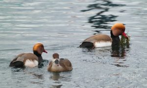 oiseau_journe022e_zone_humide