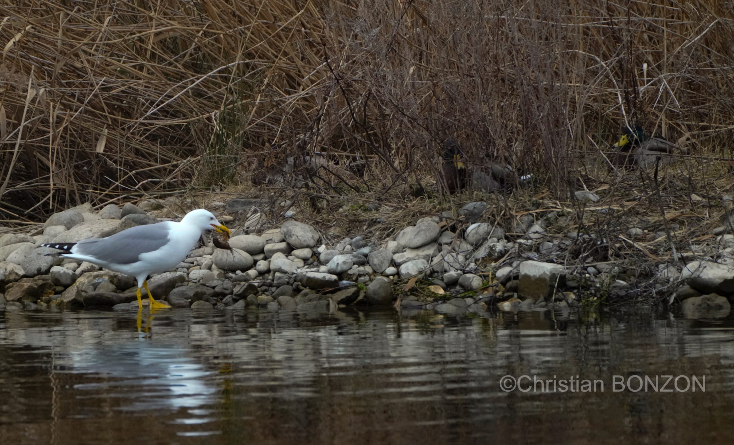 oiseau_journe027e_zone_humide