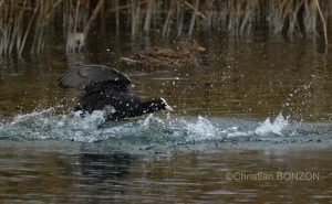 oiseau_journe028e_zone_humide