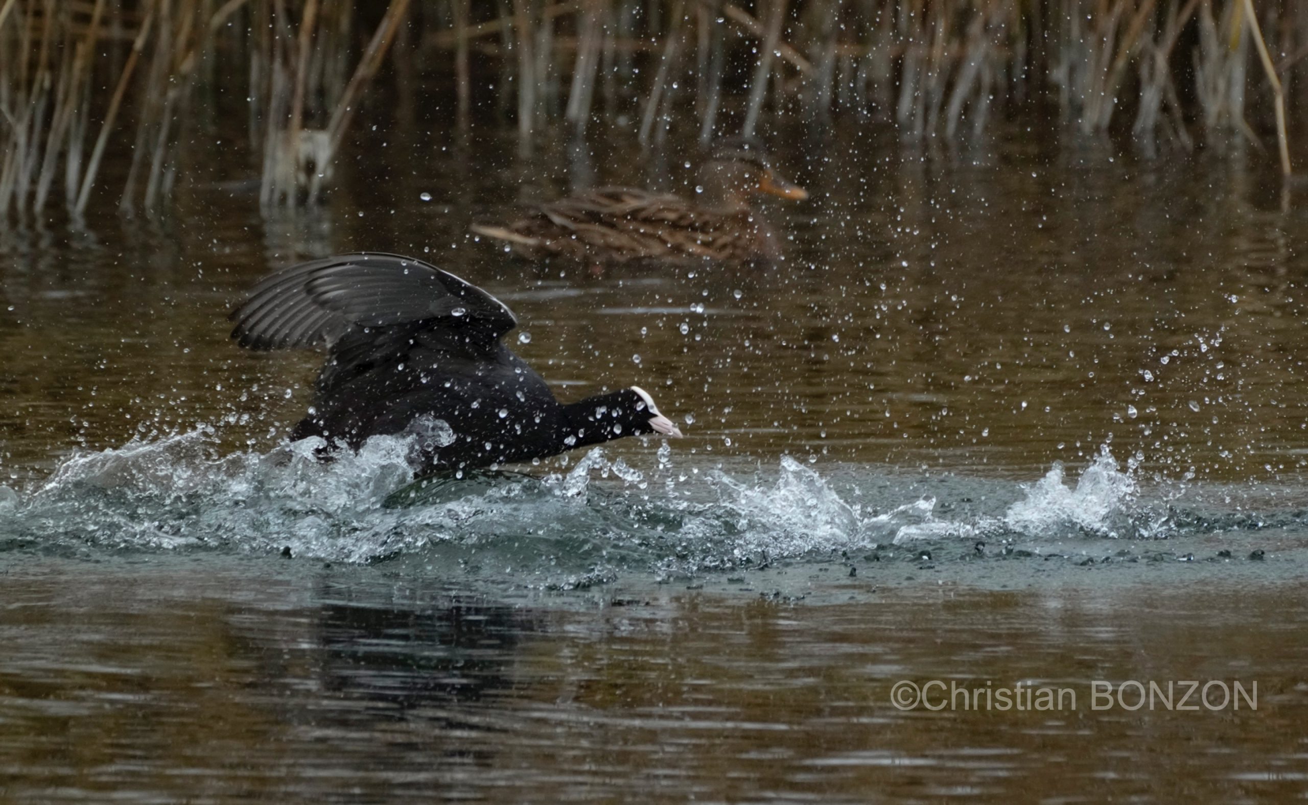 oiseau_journe028e_zone_humide