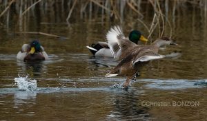 oiseau_journe029e_zone_humide