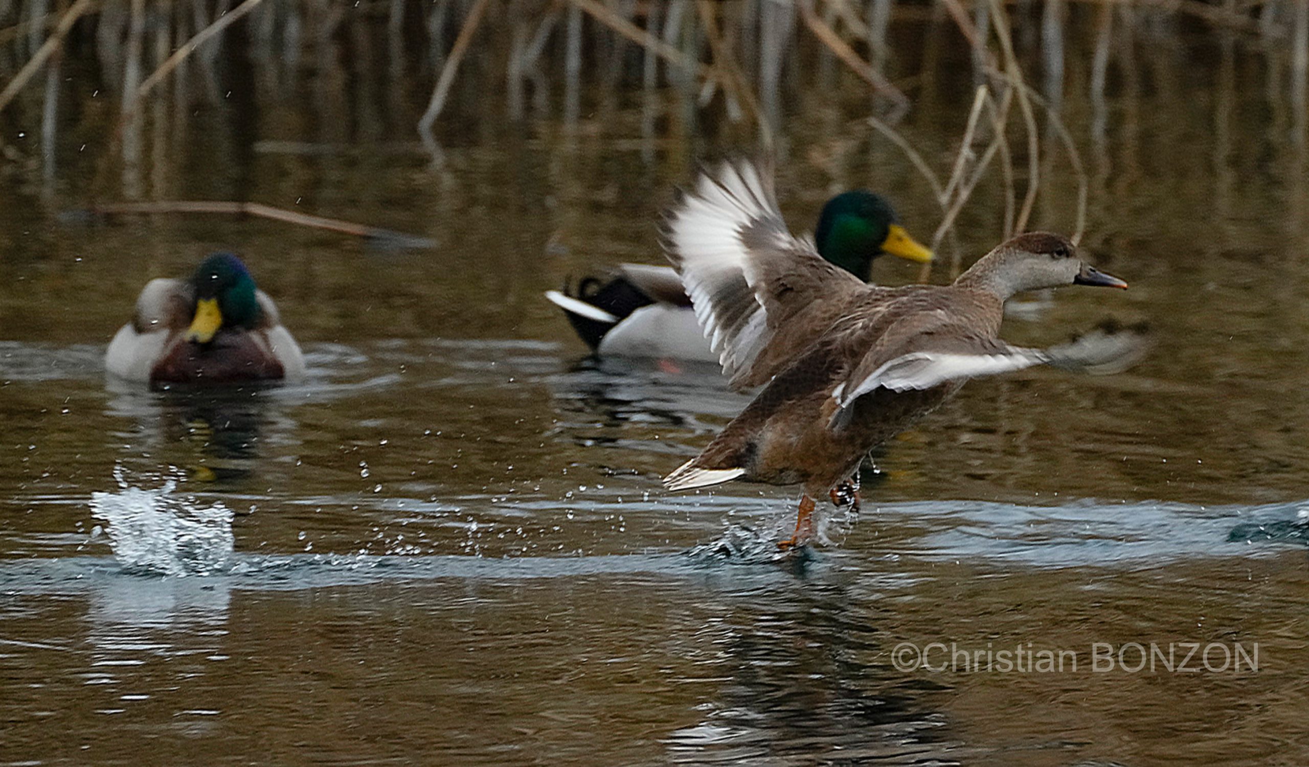 oiseau_journe029e_zone_humide