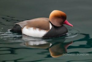 oiseau_journe033e_zone_humide