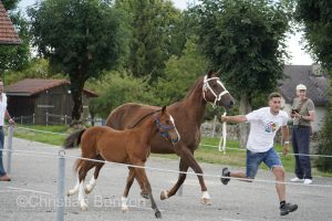 Marche-Concours 11-12-13 Aout 2023_SaigneLegier