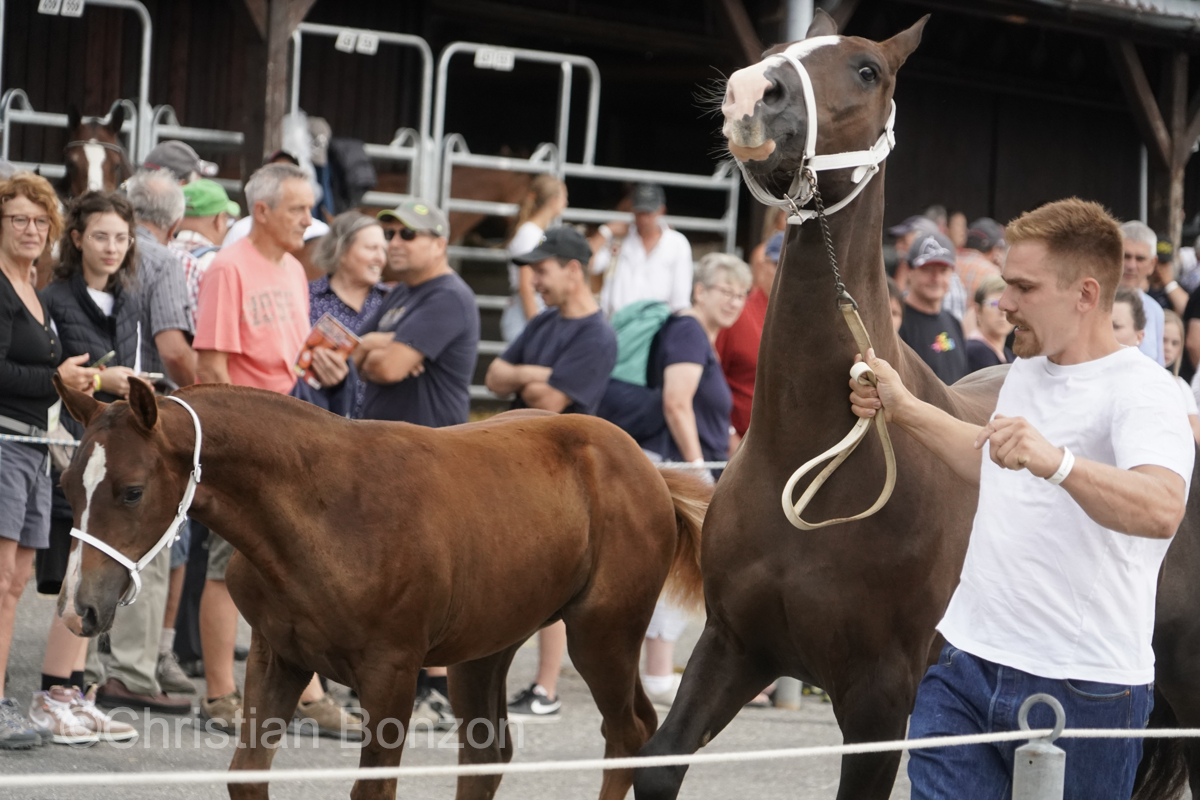 Marche-Concours 11-12-13 Aout 2023_SaigneLegier