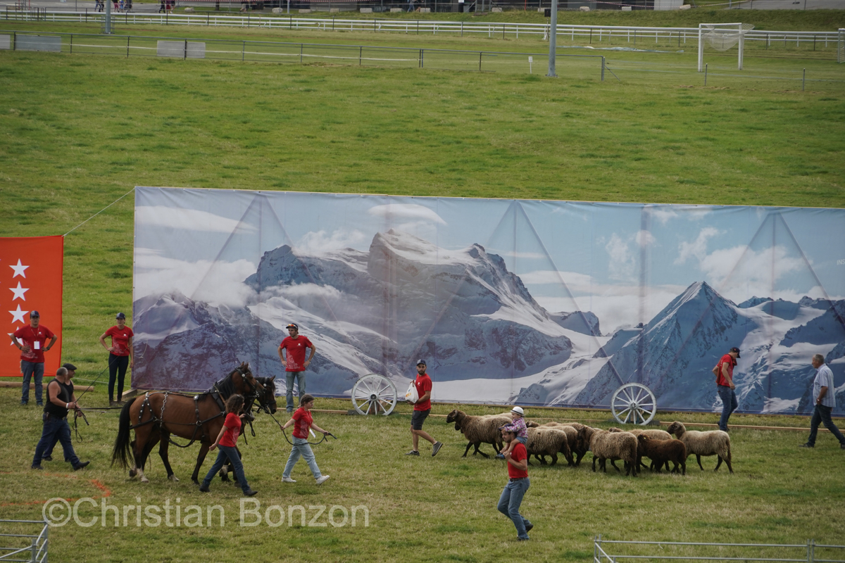 Marche-Concours 11-12-13 Aout 2023_SaigneLegier