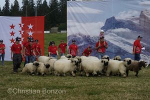 Marche-Concours 11-12-13 Aout 2023_SaigneLegier