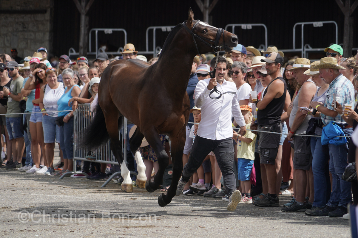 Marche-Concours 11-12-13 Aout 2023_SaigneLegier