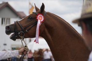 Marche-Concours 11-12-13 Aout 2023_SaigneLegier