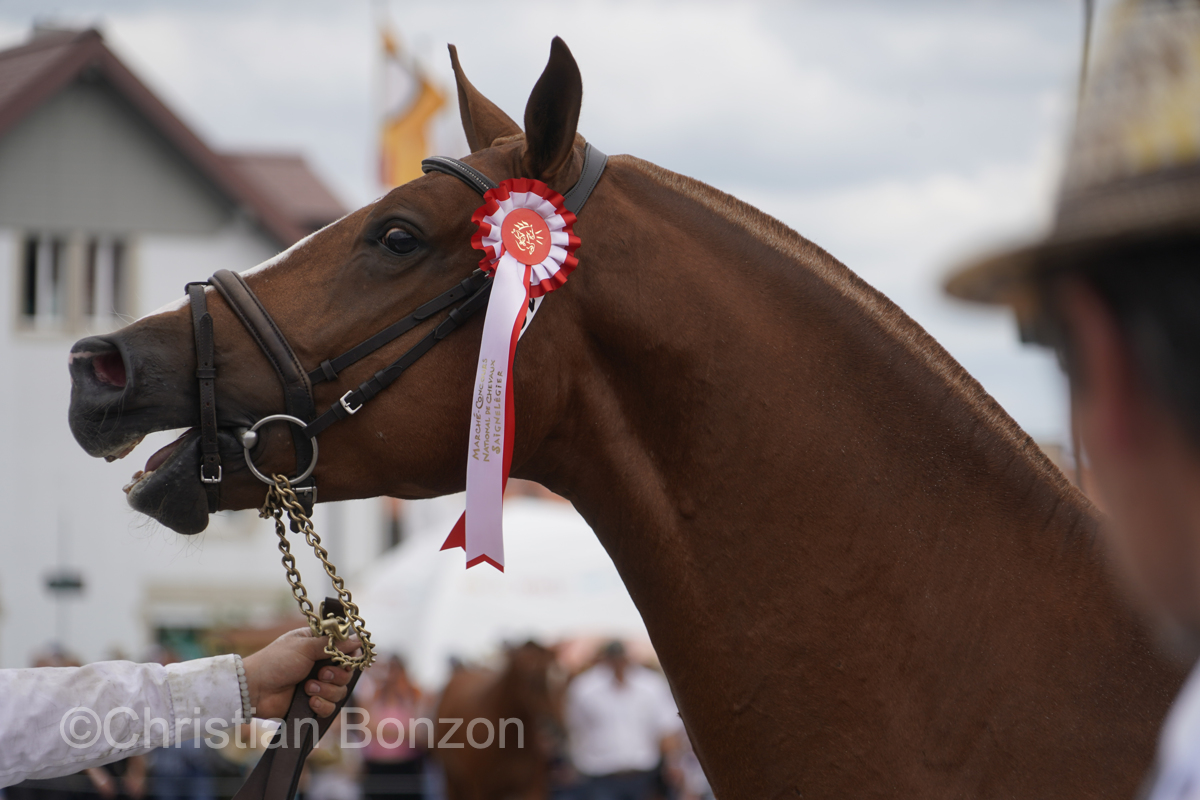Marche-Concours 11-12-13 Aout 2023_SaigneLegier