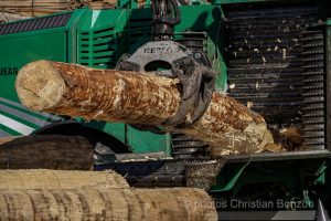 Concours cantonal de bucheronnage Bulle(FR)