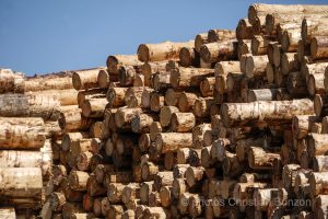 Concours cantonal de bucheronnage Bulle(FR)