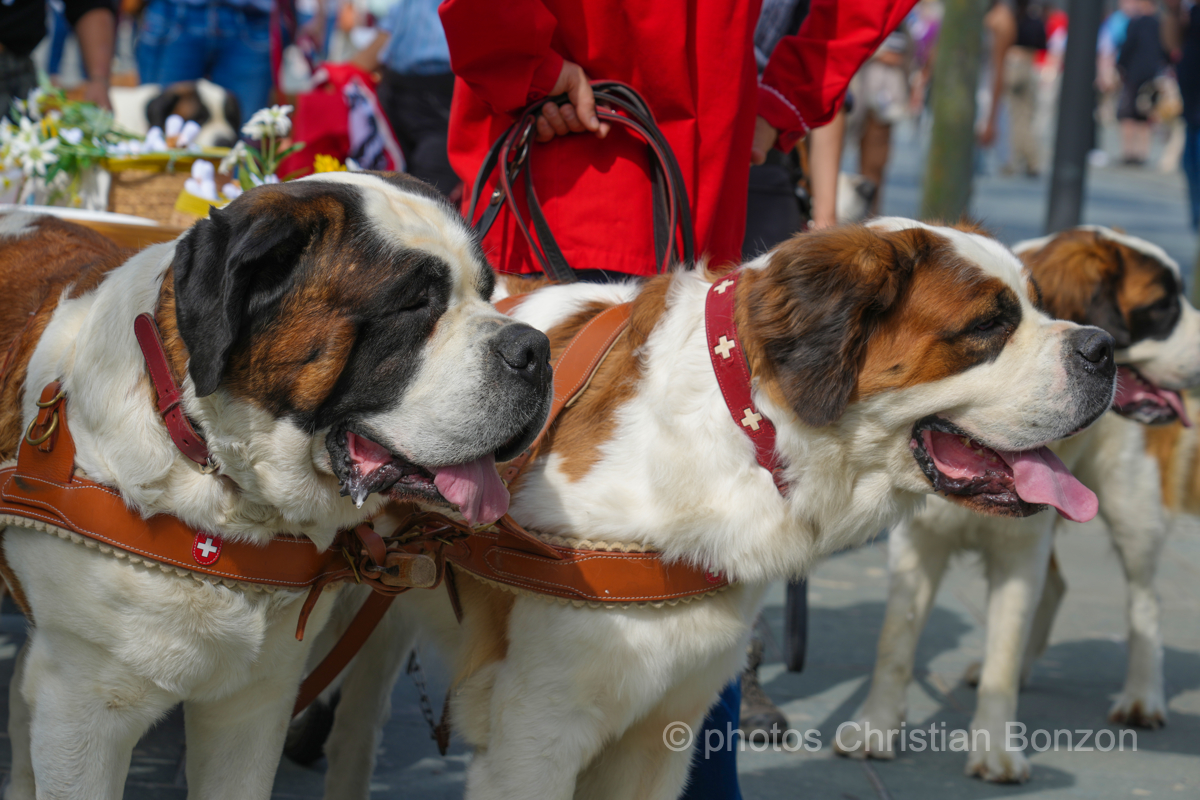 Saint_Bernard_cortege_Martigny007
