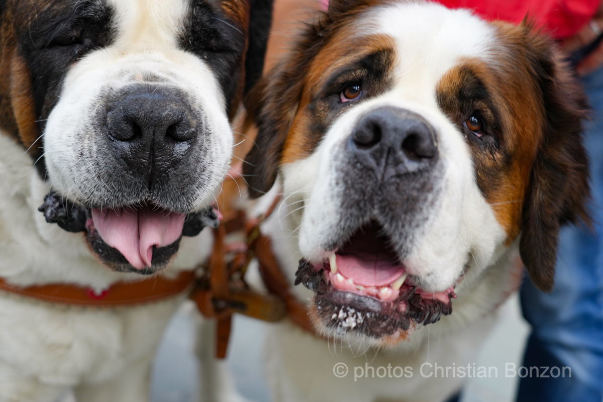 Saint_Bernard_cortege_Martigny012
