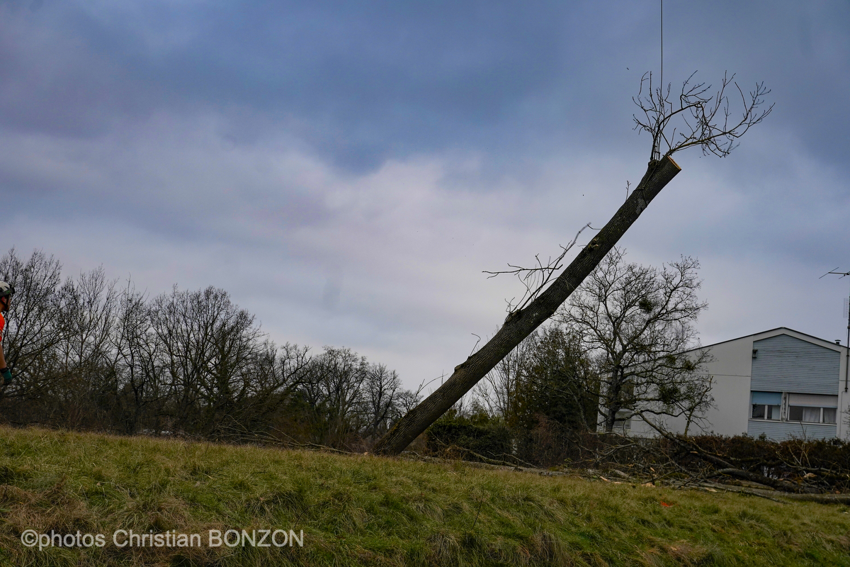 Entretien Forestier Geneva16 janvier 2025Photos ©Christian BONZON