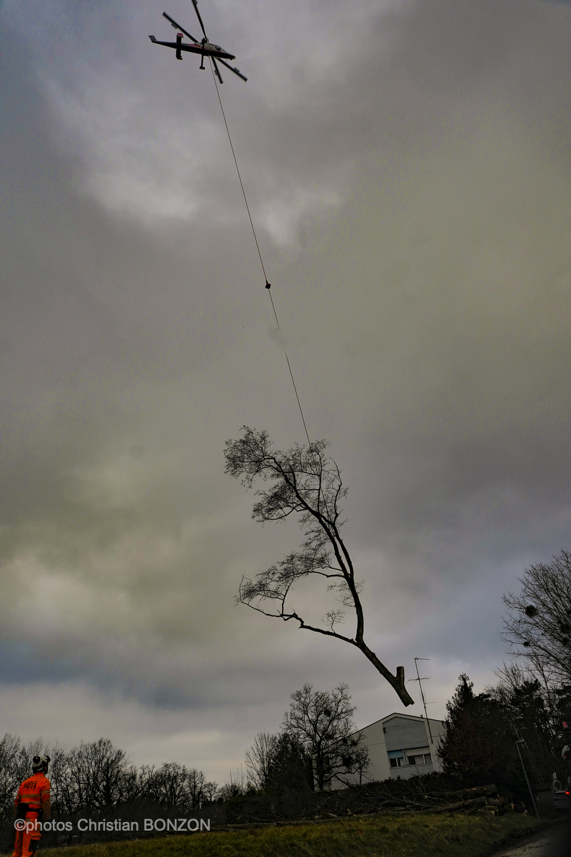 Entretien Forestier Geneva16 janvier 2025Photos ©Christian BONZON