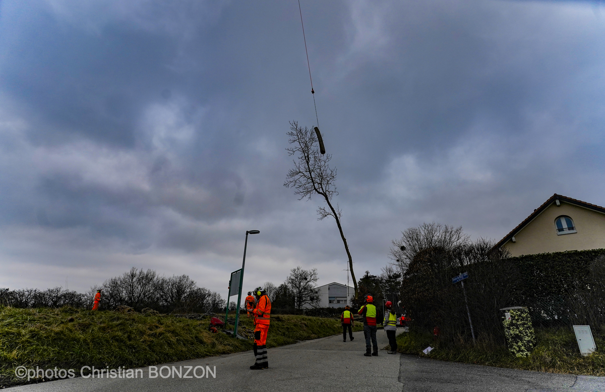 Entretien Forestier Geneva16 janvier 2025Photos ©Christian BONZON