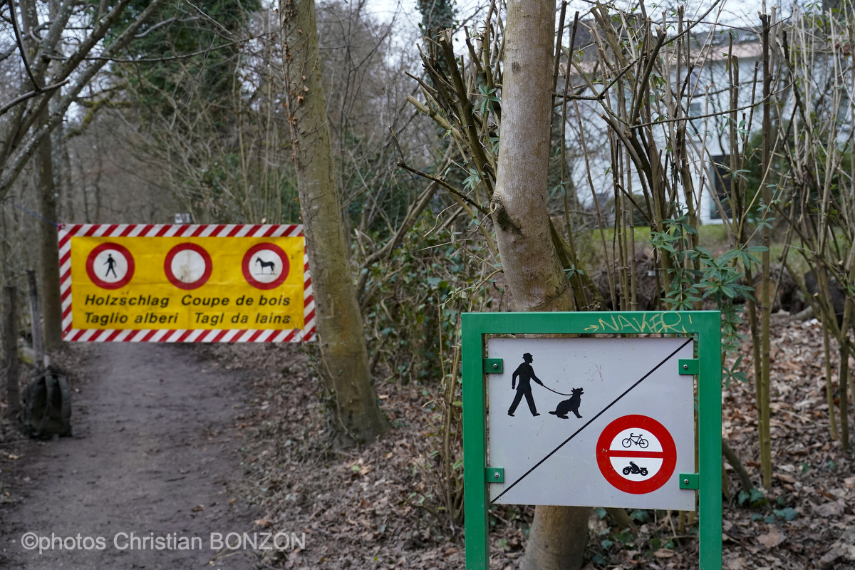 Entretien Forestier Geneva16 janvier 2025Photos ©Christian BONZON