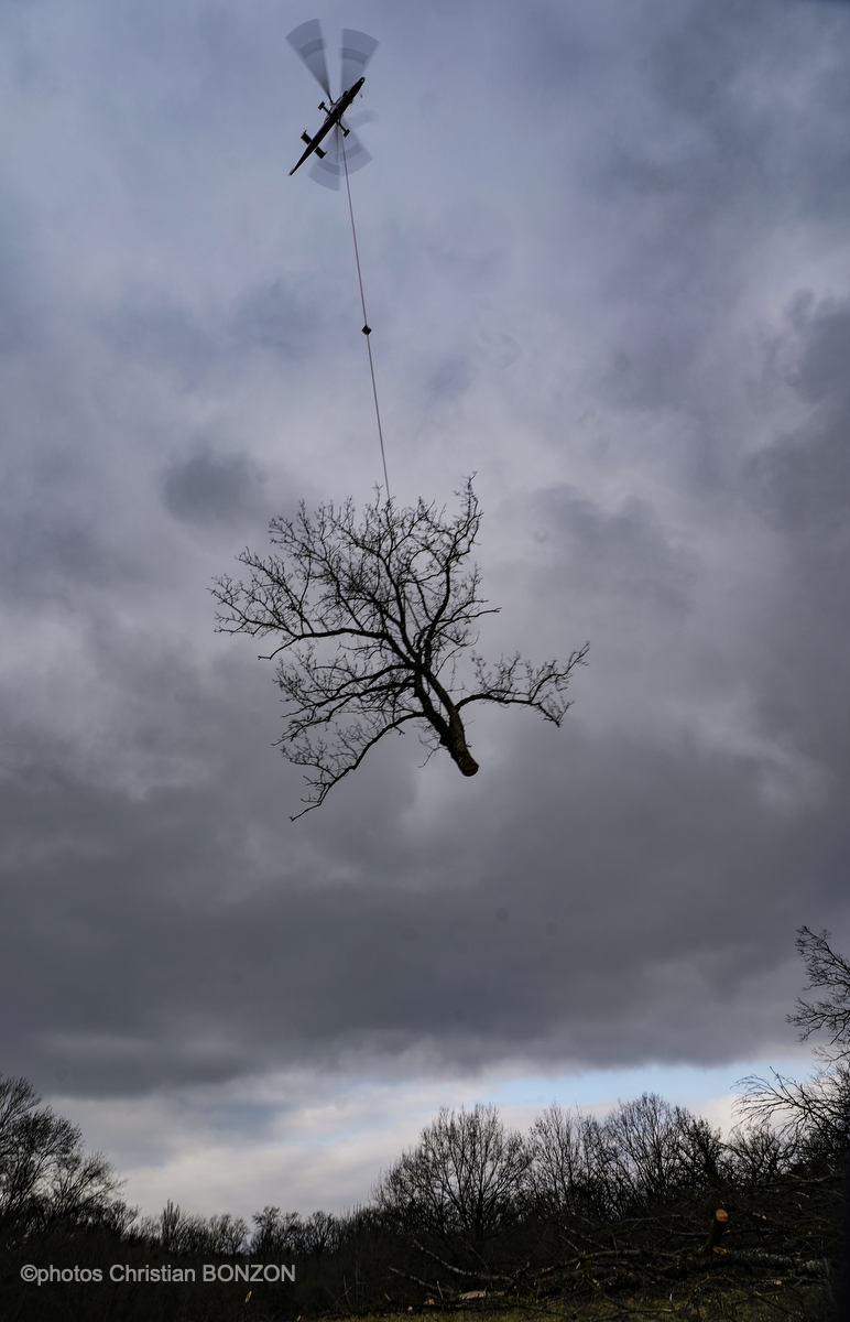 Entretien Forestier Geneva16 janvier 2025Photos ©Christian BONZON