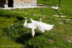 _DSC7617