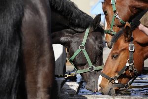 wiss Press Award 2026