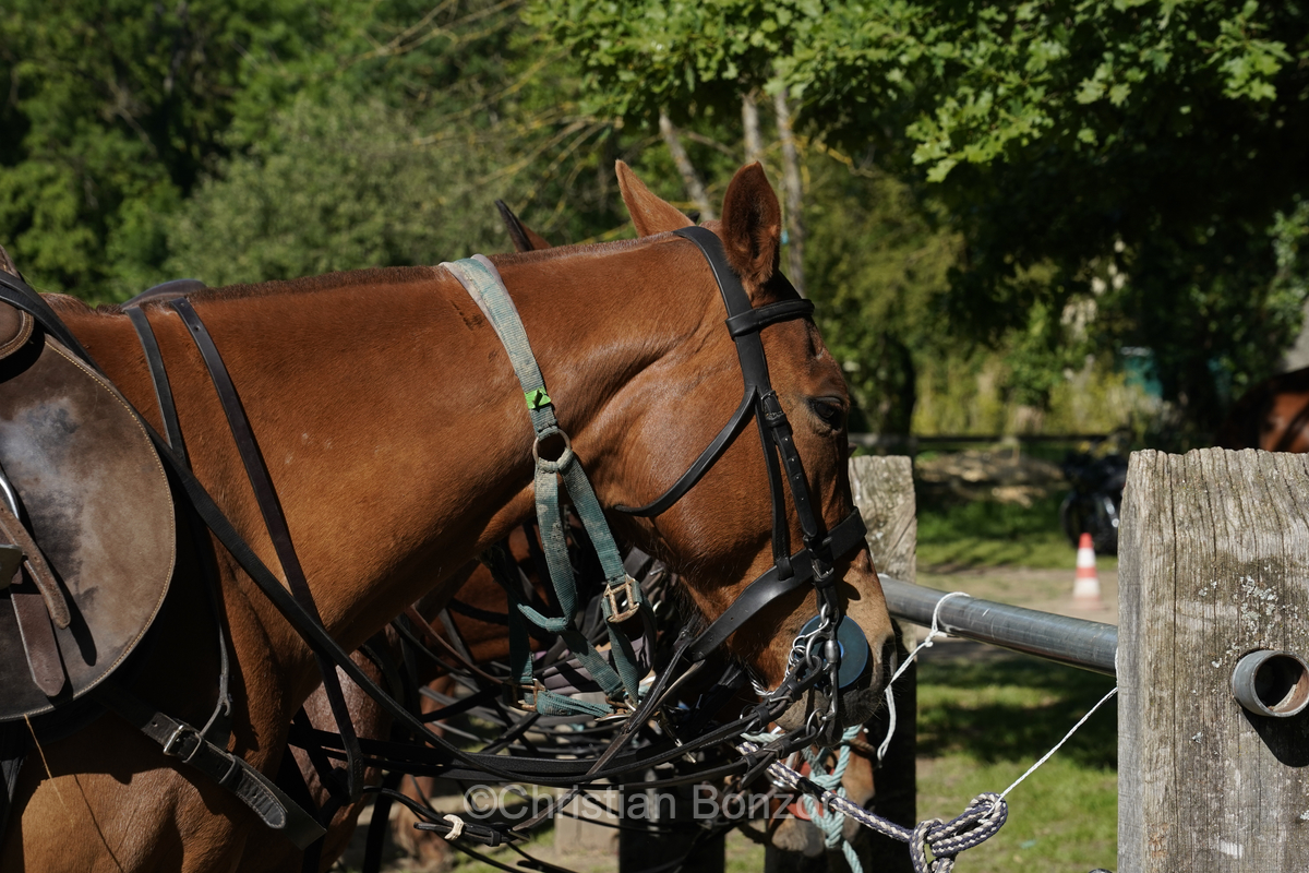 Meghan, duchessGeneva Polo Club e de Sussex, change avec des enfants et leurs parents lors de lÕiÇ Walk the Talk Ð The Health for All Challenge È  lÕoccasion des 75 ans de lÕOMS. nauguration du Ç Lost Screen Memorial È, une installation rendant hommage aux jeunes victimes des violences en ligne
