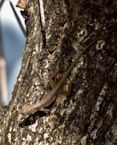 lézard