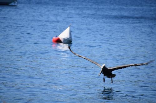 pélican 2